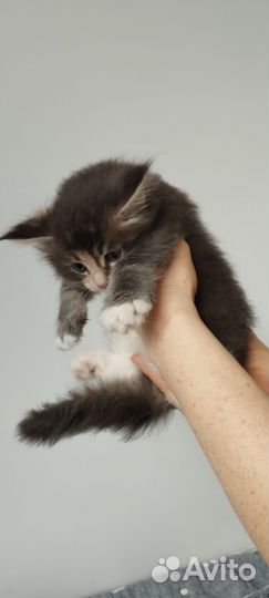 Кошечка Мейн Кун