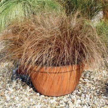 Декоративные злаки