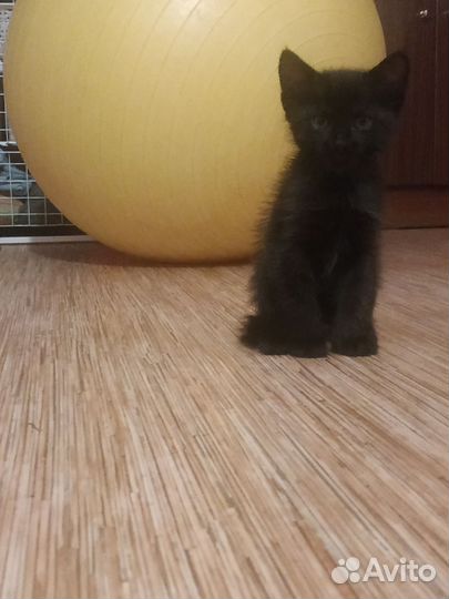 Котик