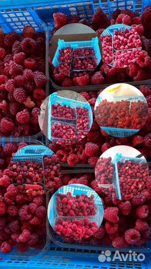 Рассада ремонтантной малины