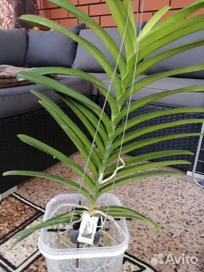 Орхидея ванда