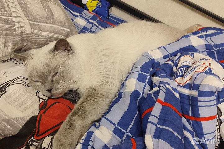 Кошку в добрые руки