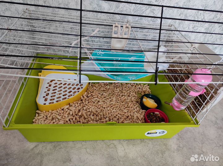 Морская свинка с клеткой