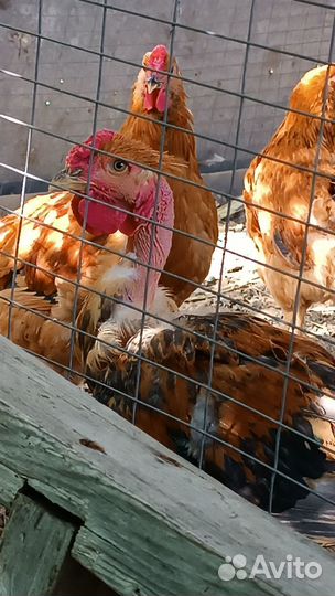 Молодые петухи