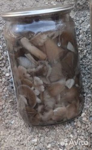 Грибы опята