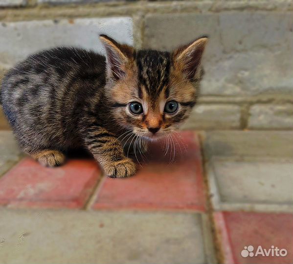 Кошки