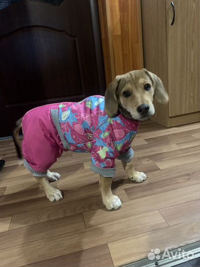 Комбинезон для средней собаки