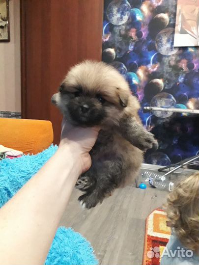 Щенки шпица мини мишка