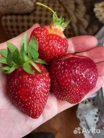 Рассада клубники