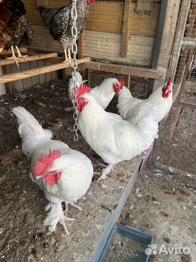 Петушки мараны