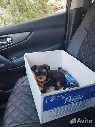 Йоркширские терьеры. доставка из челябинска