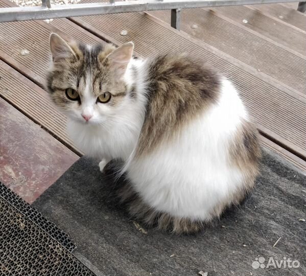 Кошечка в дар