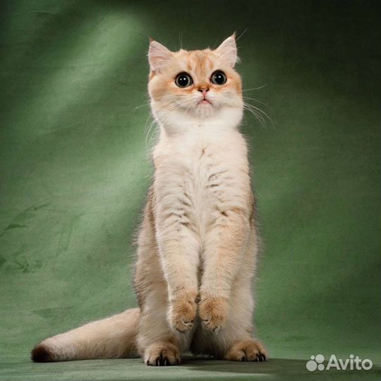 Британский плюшевый мальчик