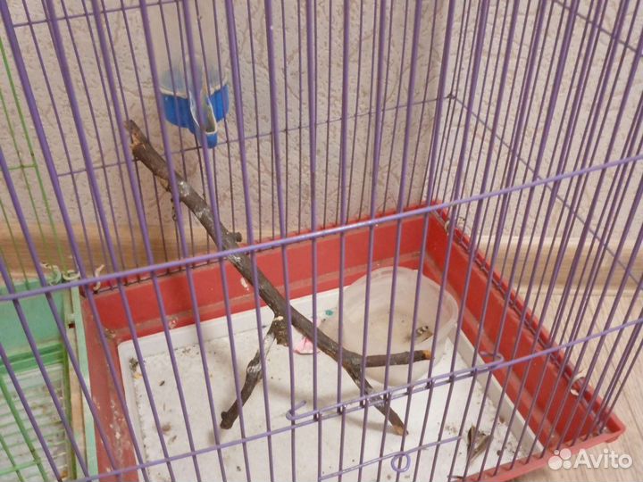 Клетка для среднего попугая