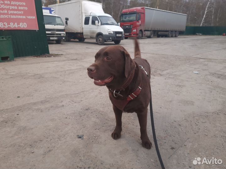 Индивидуальная перевозка животных по России