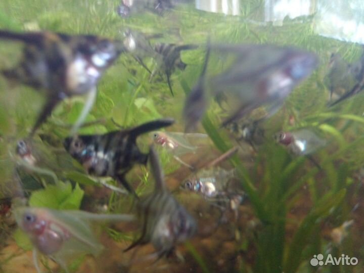 Аквариумные рыбки