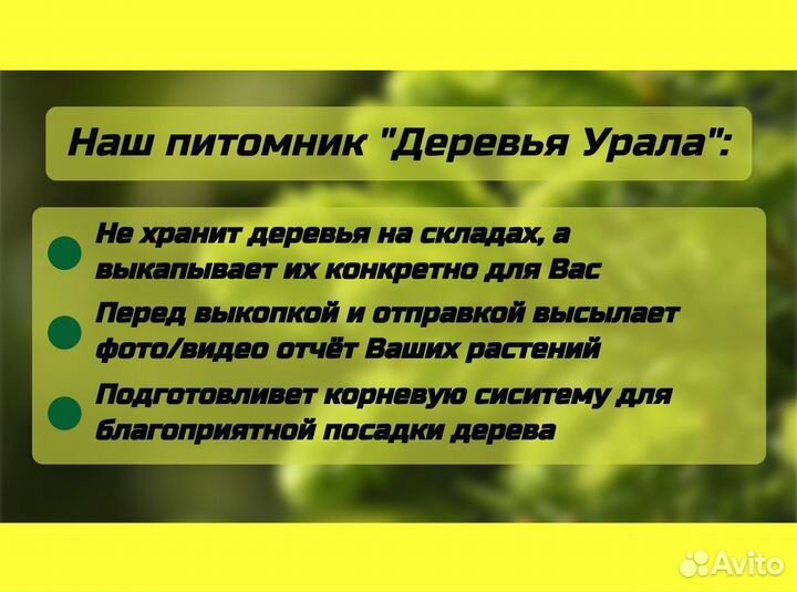 Саженцы Ель Голубая Глаука Мисти Блю крупномеры оп