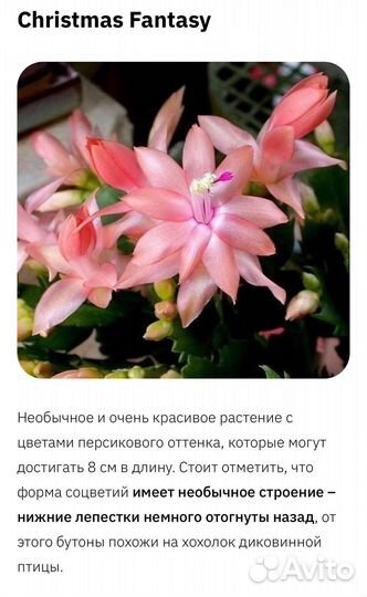 Декабрист шлюмбергера сортовые