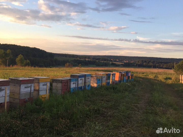 Пчелапокеты