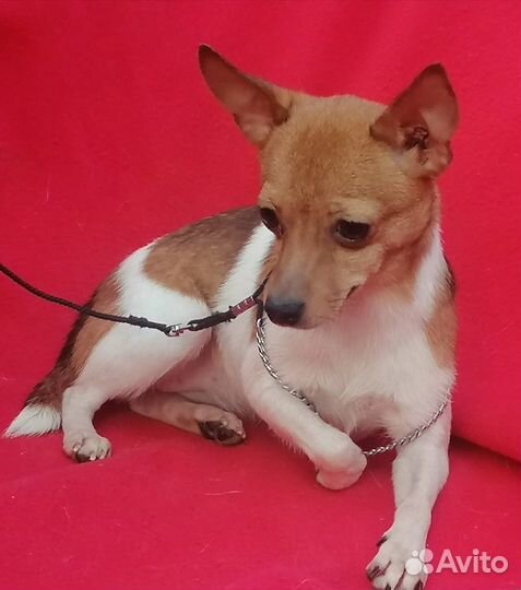 Щенки той фокстерьера