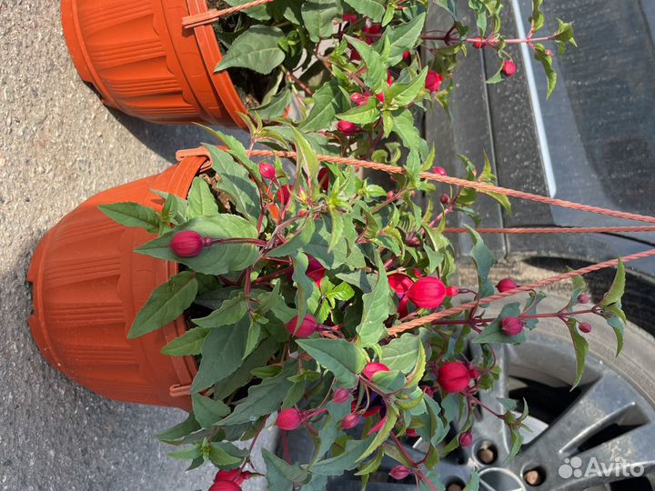 Фуксия кашпо