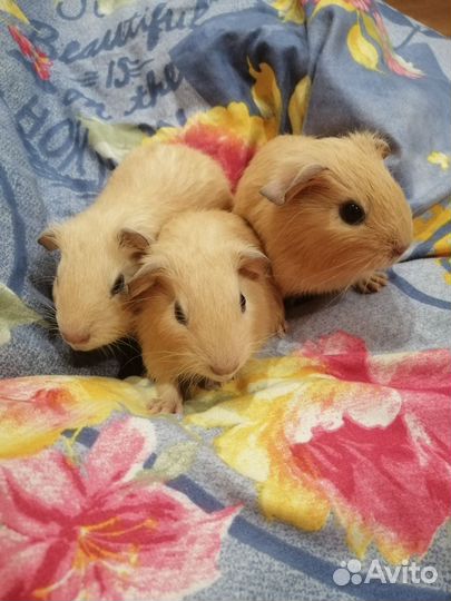 Морская свинка