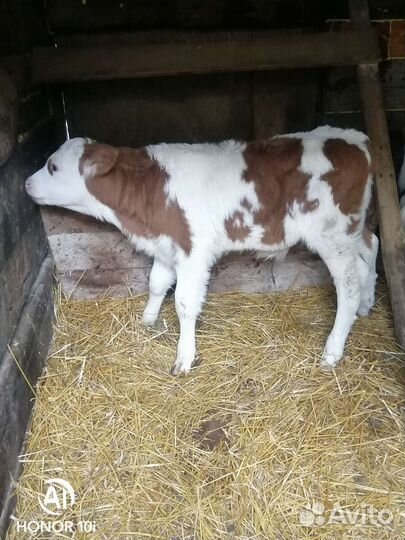 Бычки и телята