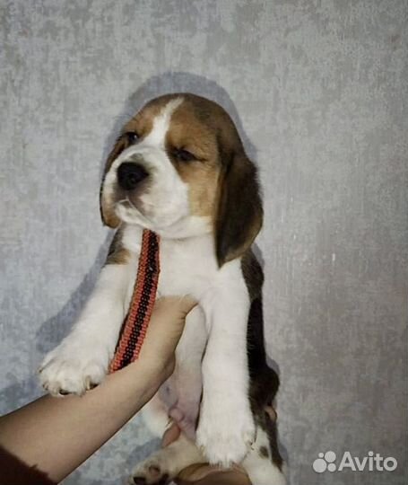Щенки бигль