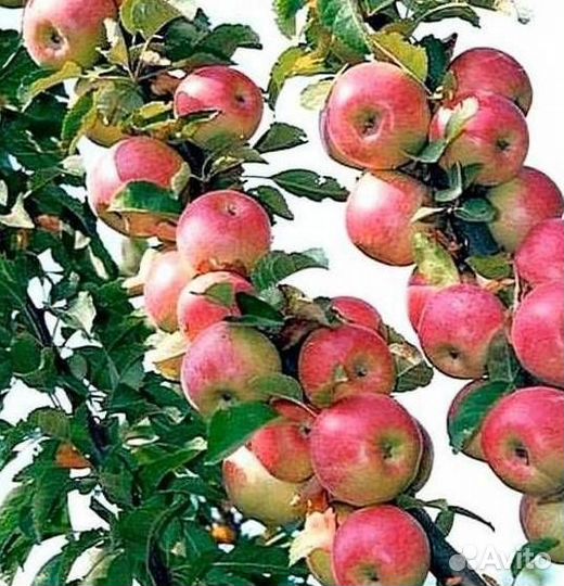 Саженцы яблони Гирлянда