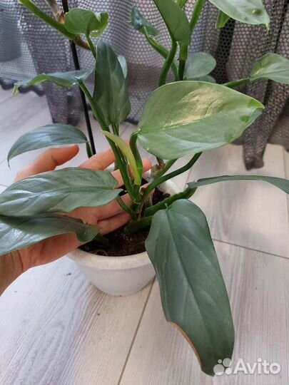 Комнатные цветы