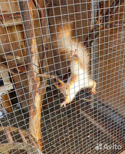 Белка алтайская