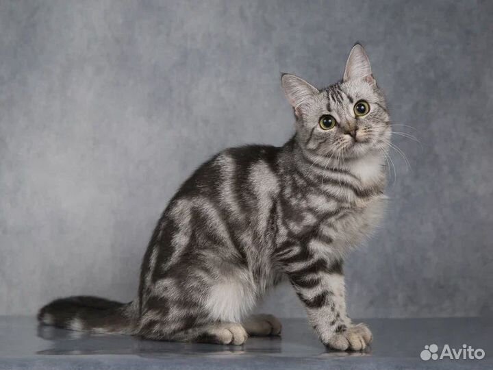 Кошечка в добрые руки