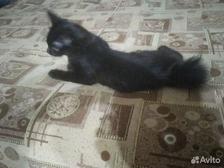 Кошка курильский бобтейл