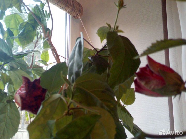 Растения комнатные