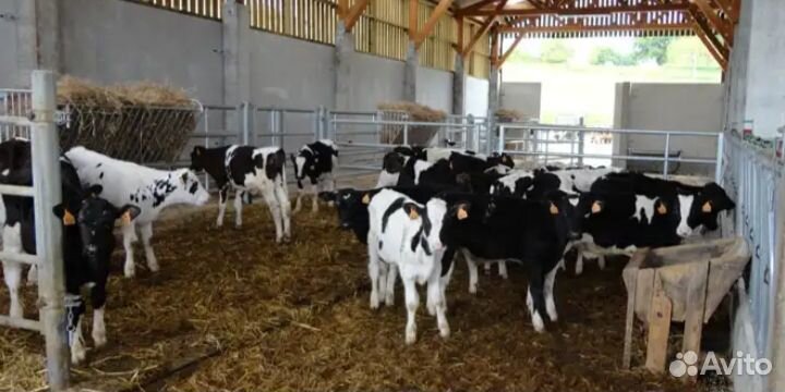 Бычки телята