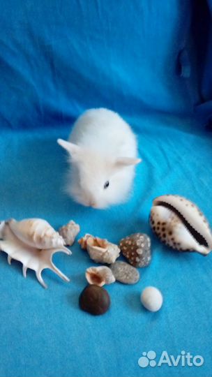 Карликовые крольчата - мини