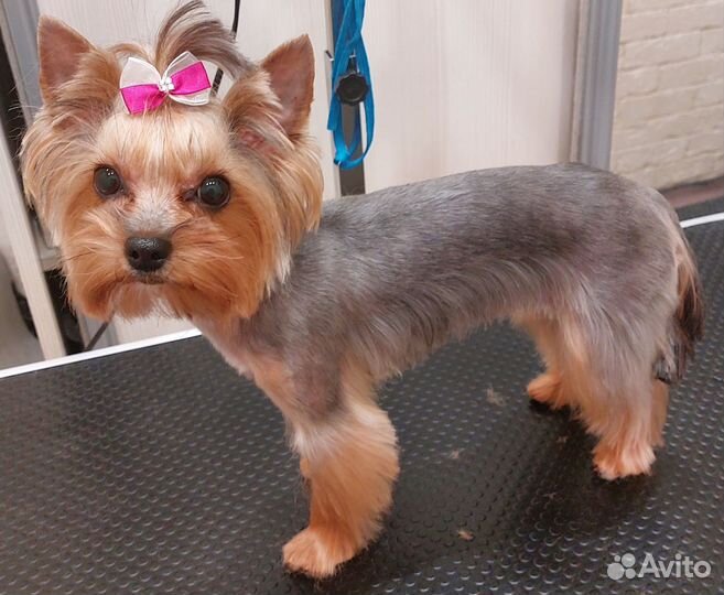 Груминг, стрижка собак