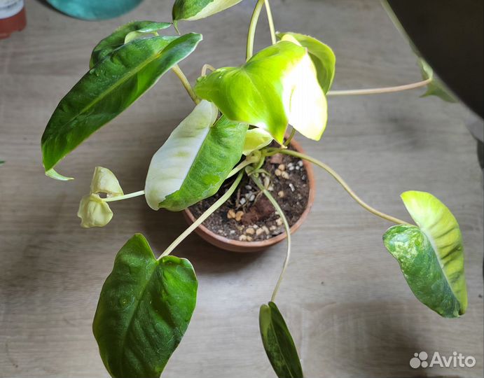 Филодендрон Бурле Маркс