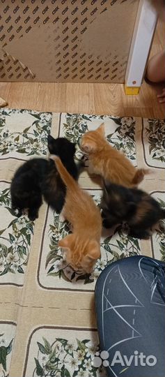 Отдам котят в добрые руки