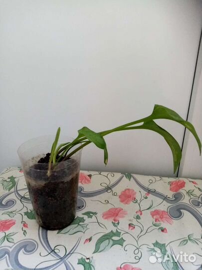 Комнатные растения