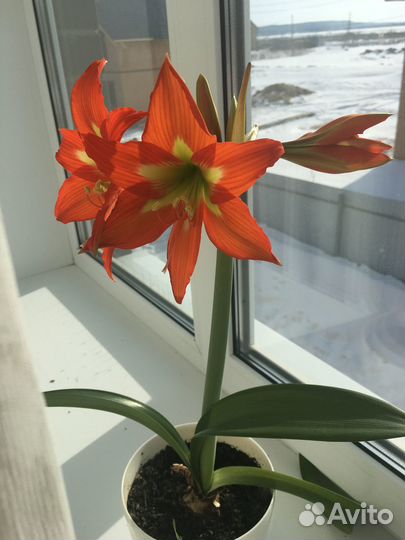 Комнатные растения цветы