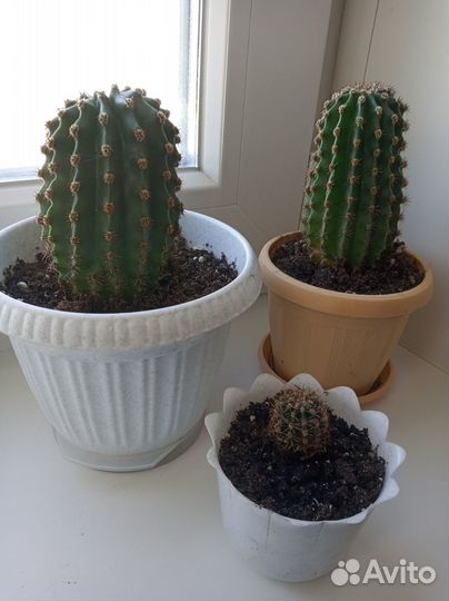 Кактус цветущий