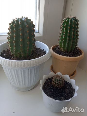 Кактус цветущий