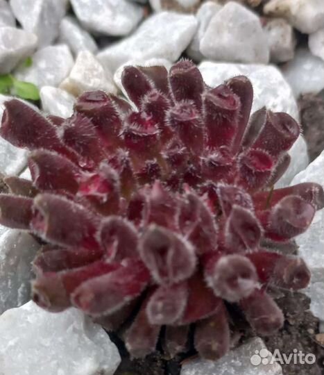 Молодило каменная роза