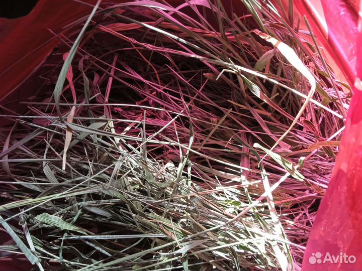 Сено для хомячков