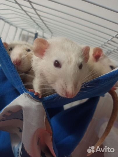 Крысы Дамбо с клеткой