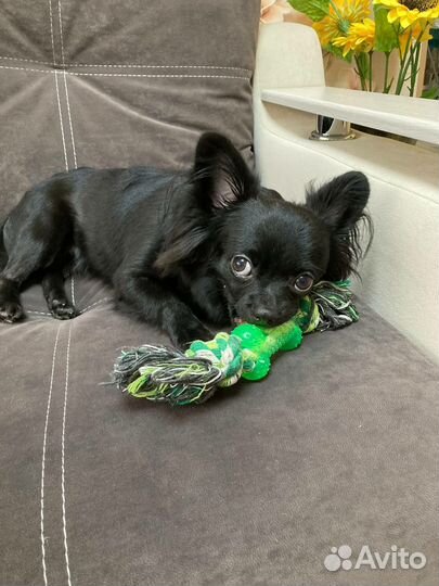 Вязка собак чихуахуа