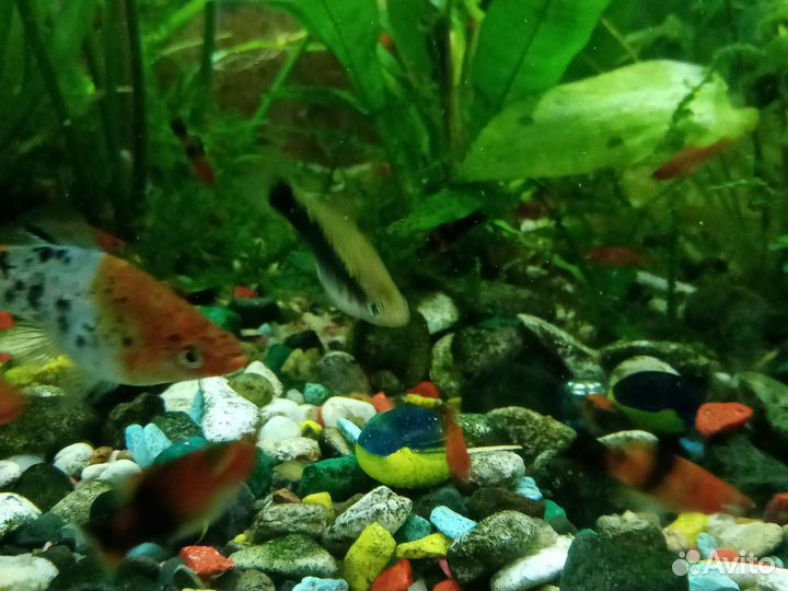 Рыба меченосец