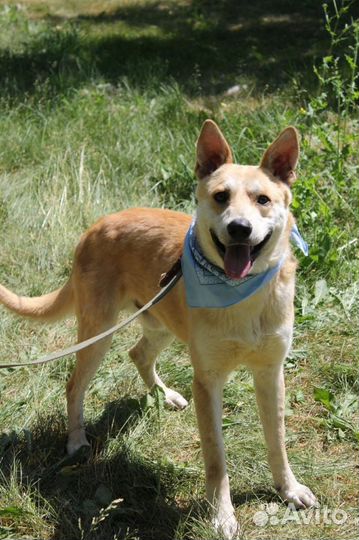 Добрый семейный пес в дар из приюта