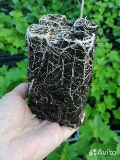 Саженцы смородины Тисель